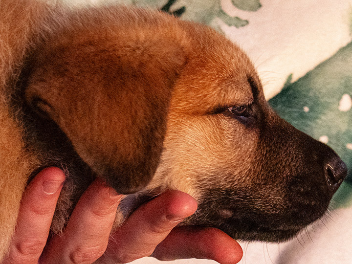 chinook puppy